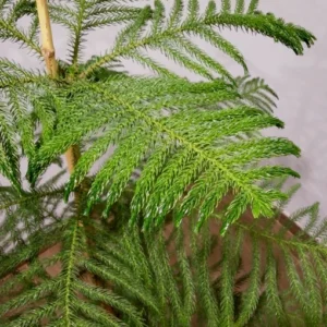 Alternative view of نبتة أروكاريا حوض ري ذاتي أسود
