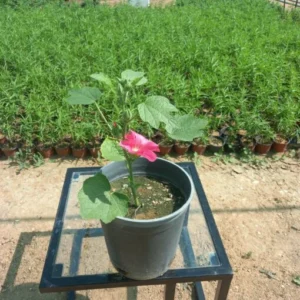 خطمية (الخبيزة) أحمر مركن 20 سم